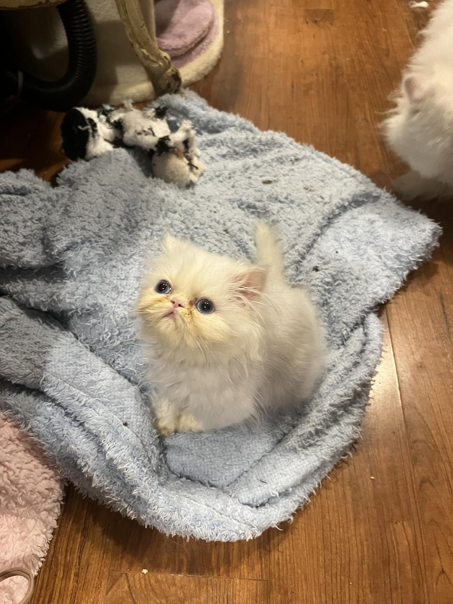 haswisppooped's tweet photo. mew mew https://t.co/ZRZTKYZlR9