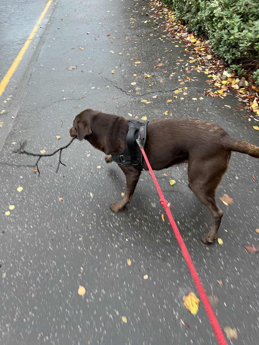 LiaWired's tweet photo. Hello Hoomans! Please take note, sometimes when outs on walkies you have to find a stick! Dis one is special, it’s for all you who don’t buy @WiredP games!
https://t.co/kS3WZG2Jfm you will get stick!
#IndieGamer #GamerDog #IndieGames #indieGames #dog #DogsInGames #OfficeDog https://t.co/QOB0f5aoRU
