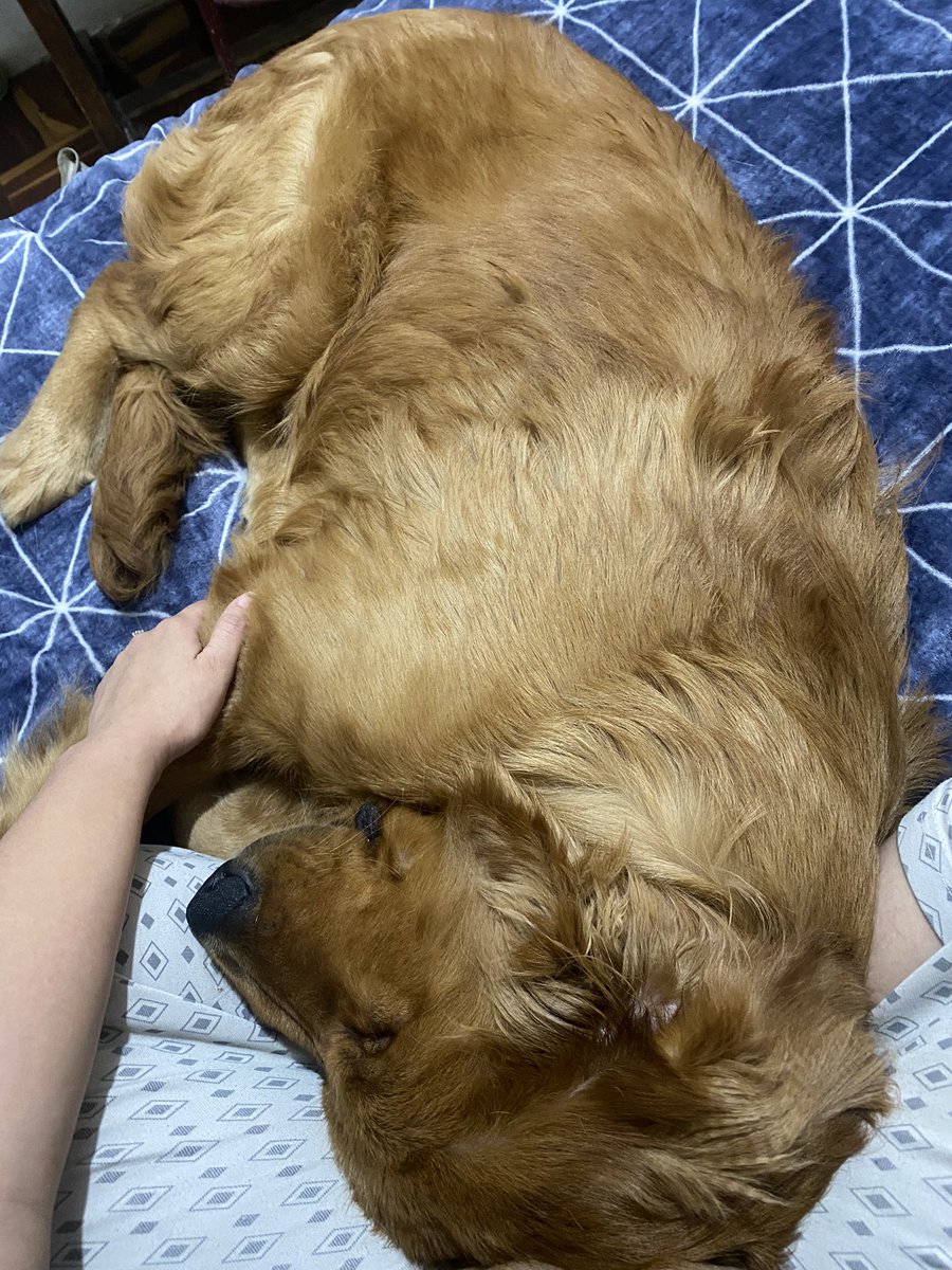Paz_canepa's tweet photo. Quisiera ser Dante y no entender nada de lo que pasa a mi al rededor jajajaj
Y solo preocuparme de comer y molestar a los demás perros… https://t.co/xMlXumtW3e