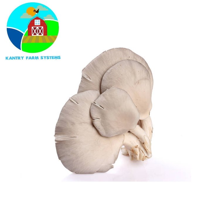 KFS_zw's tweet photo. Oyster mushrooms🍄

The low-calorie, low-fat mushroom that is perfect for any diet.

Healthy Living, Living Right https://t.co/umjBktUdGa
