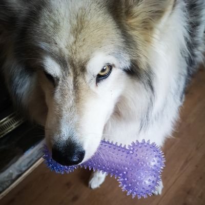 elif çağla tweet media