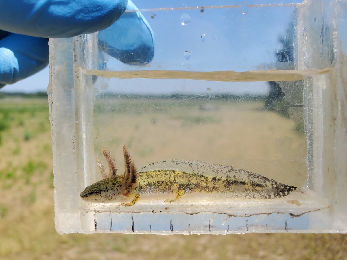 Do you have expertise in Canadian herpetofauna? 

The COSEWIC #Amphibians and #Reptiles specialist subcommittee has a call for expressions of interest in membership. This is open from November 1, 2023 and December 6, 2023 (3pm). More details in link below:
cosewic.ca/index.php/en-c…