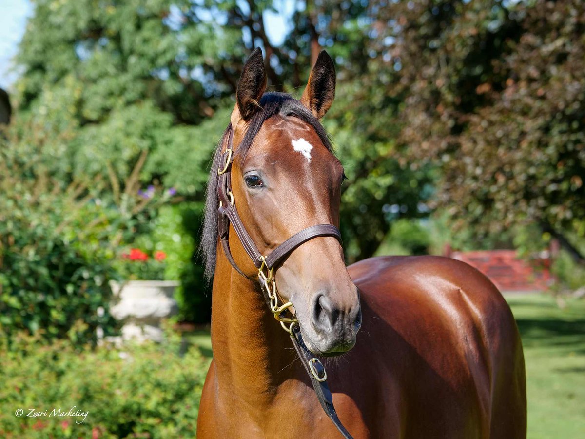 🍓 FRANBERRI, 3yo filly by @JuddmonteFarms FRANKEL from ALTESSE IMPERIALE, wins her maiden at @NewcastleRaces, trained by @varianstable ➡️ Sister of G3 winner TEODORO ➡️ ALTESSE IMPERIALE, by ROCK OF GIBRALTAR from ANGE BLEU, sister of G1 winner ANGARA & G2 winner ACTRICE