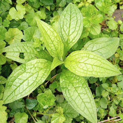 Deyna Speirs tweet media