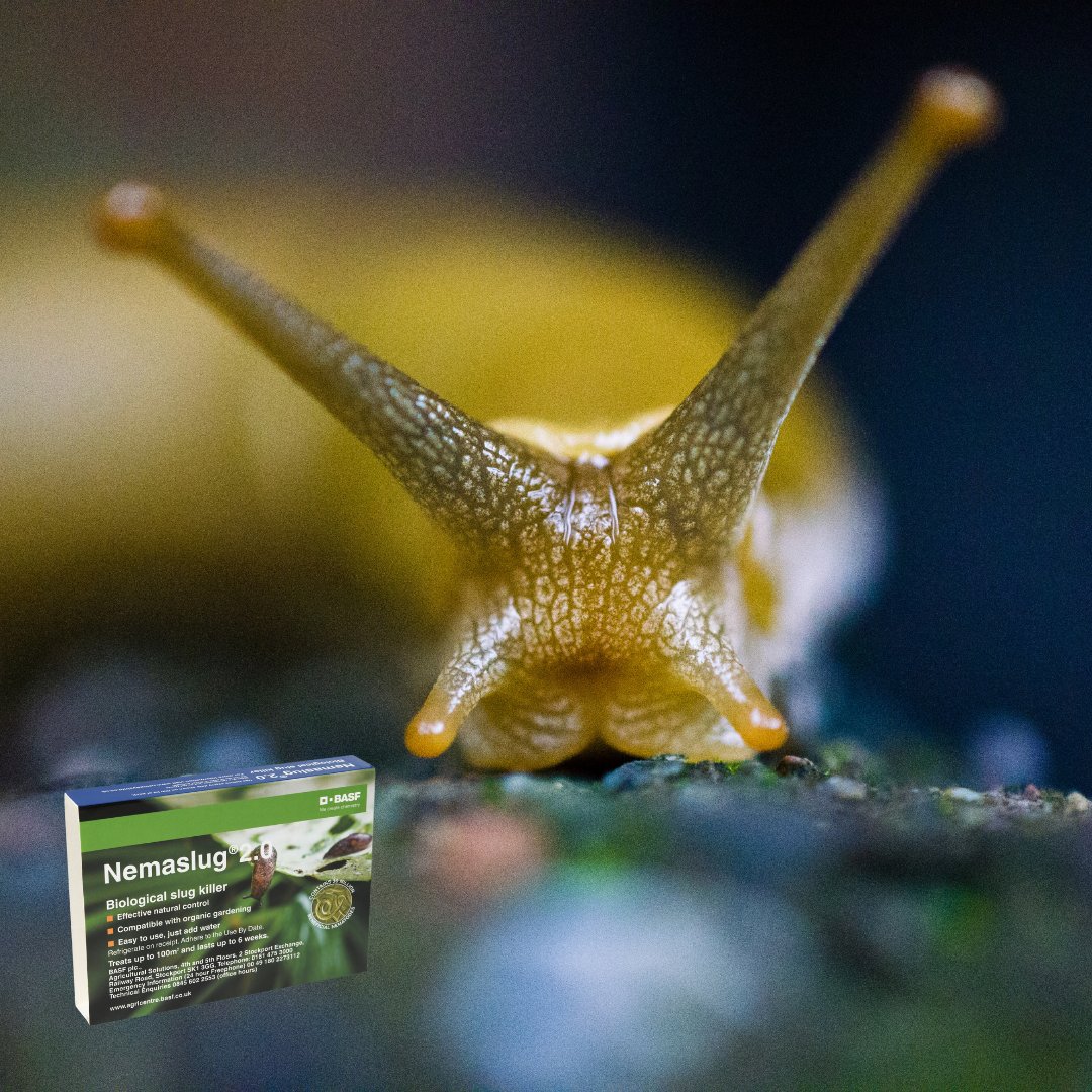 BASF_Nemasys_UK's tweet image. An application of Nemaslug in November could mean a decline in slugs come spring, because the nematodes will attack the egg-laying adult slugs before they’re able to find suitable shelters for the winter.
#NaturalPestControl
#HealthySoil
#nematodes