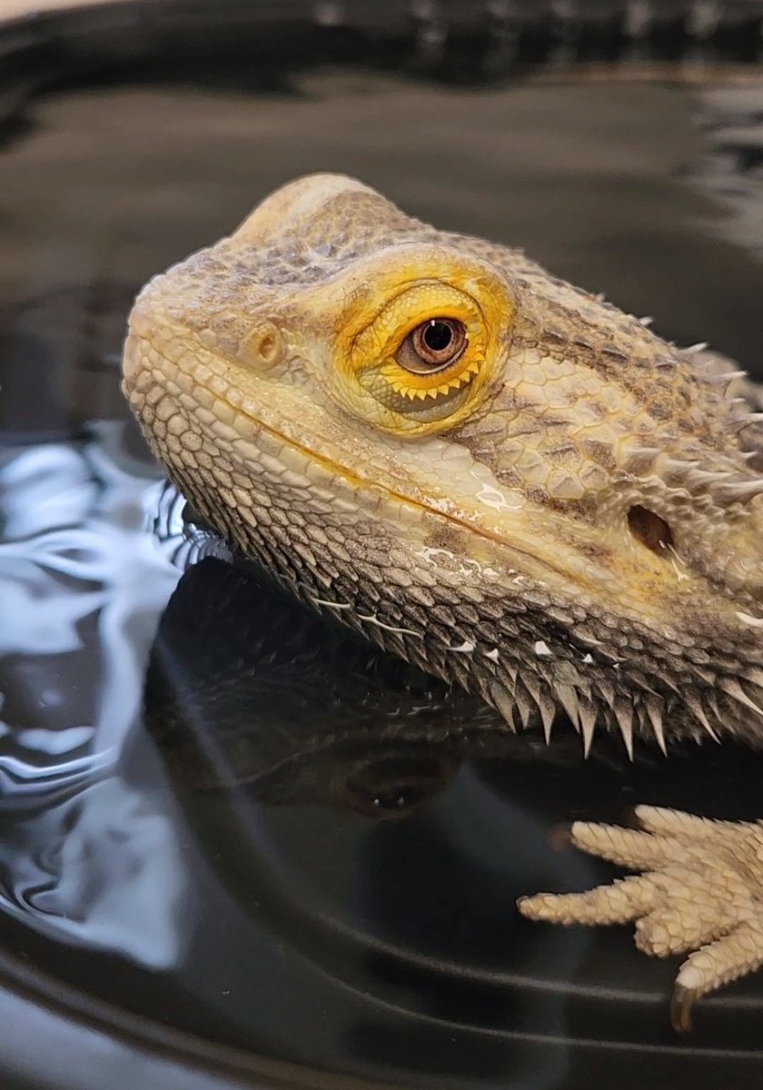 HallDrago's tweet photo. Warm bath on a cold day #LizardLife https://t.co/kgwbXMuif1