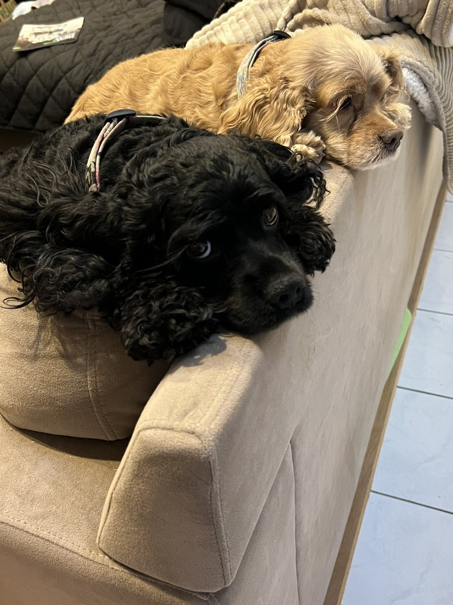 LadybugBarkAlot's tweet image. Frens, we miss u! But Hoo so nauseated by what Tickle Me Elmo puts in her feed she haz hard time logging in. We have to search for our real frens &amp;amp; iz vv time consuming. But in the meantime we have bof celebrated barkdays! And Hoo found out Elsa iz older sister! 😱