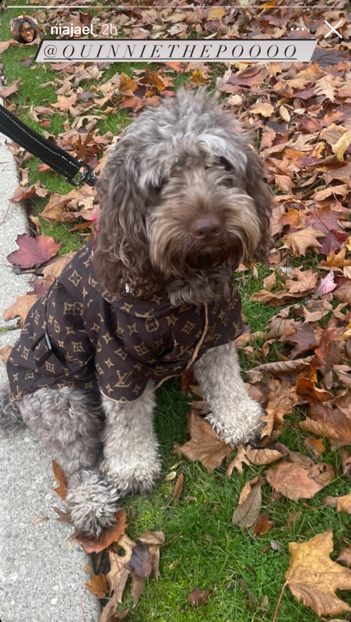 Louis Vuitton, Dog, Dog Sweater Large