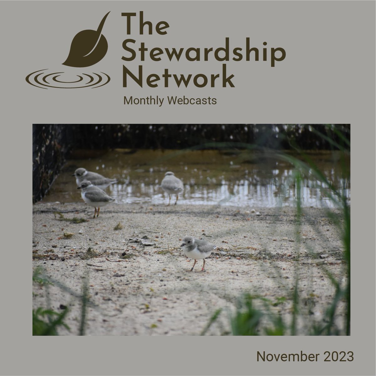 StewardshipNet's tweet photo. #TSNwebcast presents "The Great Lakes Piping Plover: Road to Recovery" with guest Jillian Farkas from U.S. Fish and Wildlife Service on Wednesday, November 8th, noon ET. Learn more and register now for free >> https://t.co/nUZBsSs8Wr https://t.co/zc4FmNbdcJ