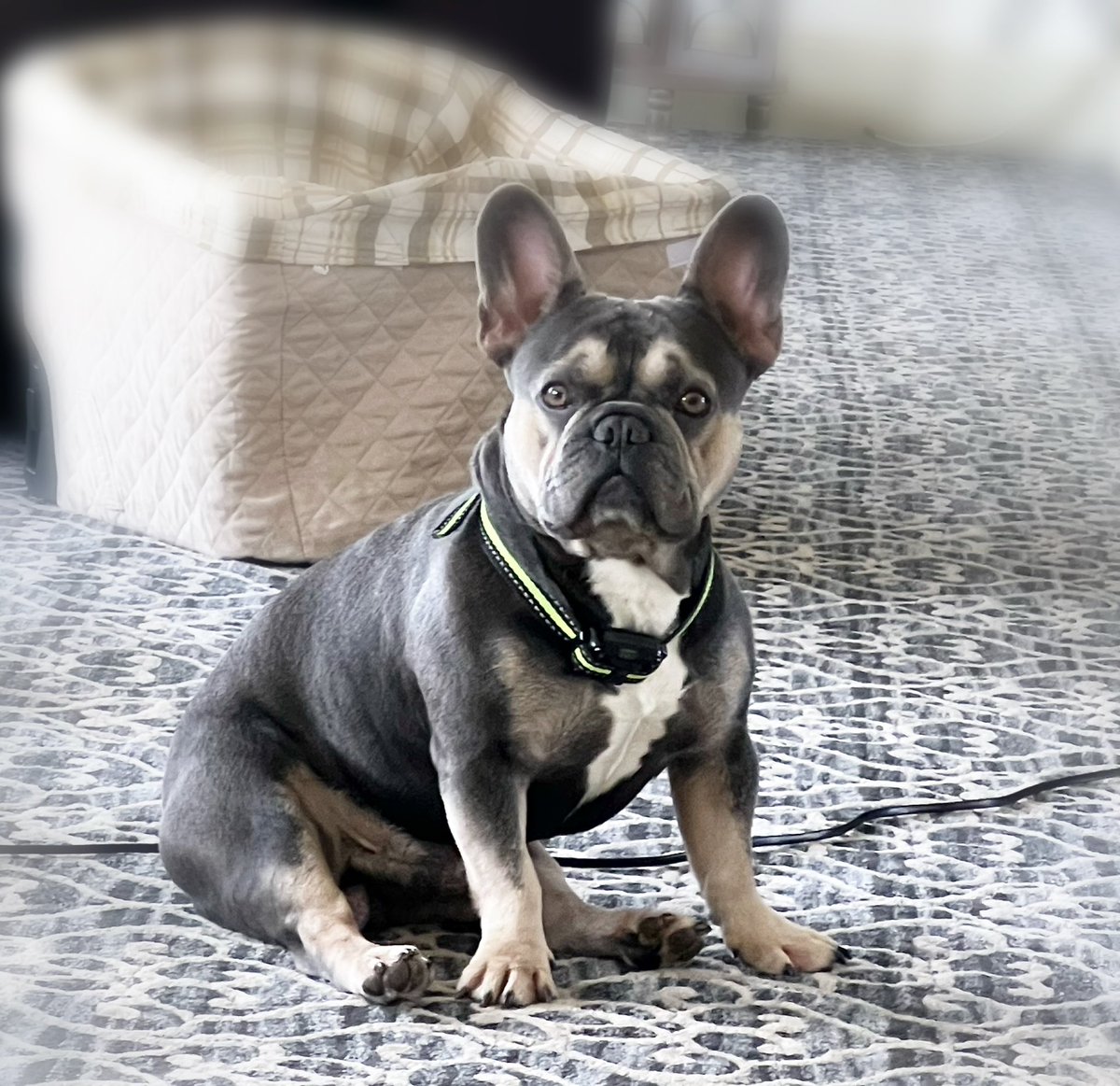 dcmkj's tweet photo. #ThanksgivingsTopDog Contest https://t.co/8uPCxG64zh