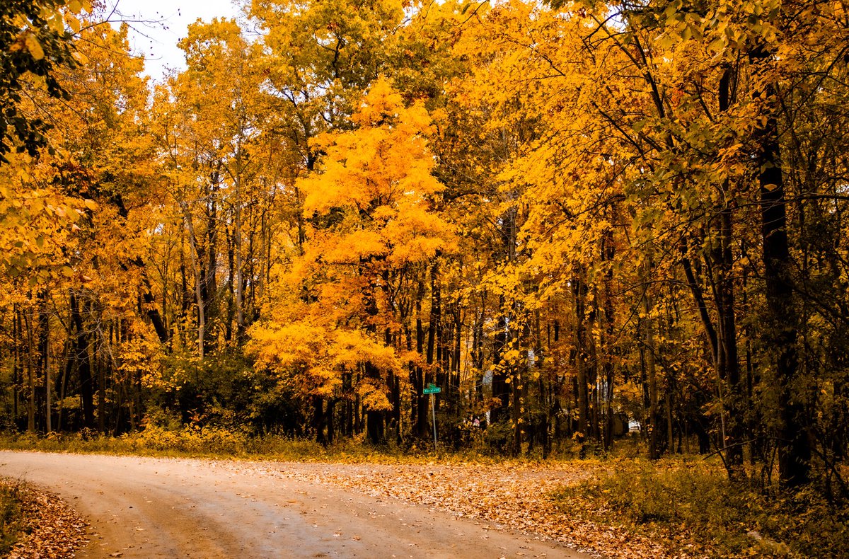 sheldonclark4's tweet photo. A yellow wood https://t.co/p53QpwWcUs
