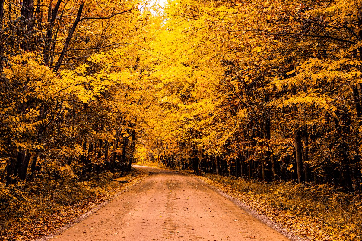 sheldonclark4's tweet photo. A yellow wood https://t.co/p53QpwWcUs