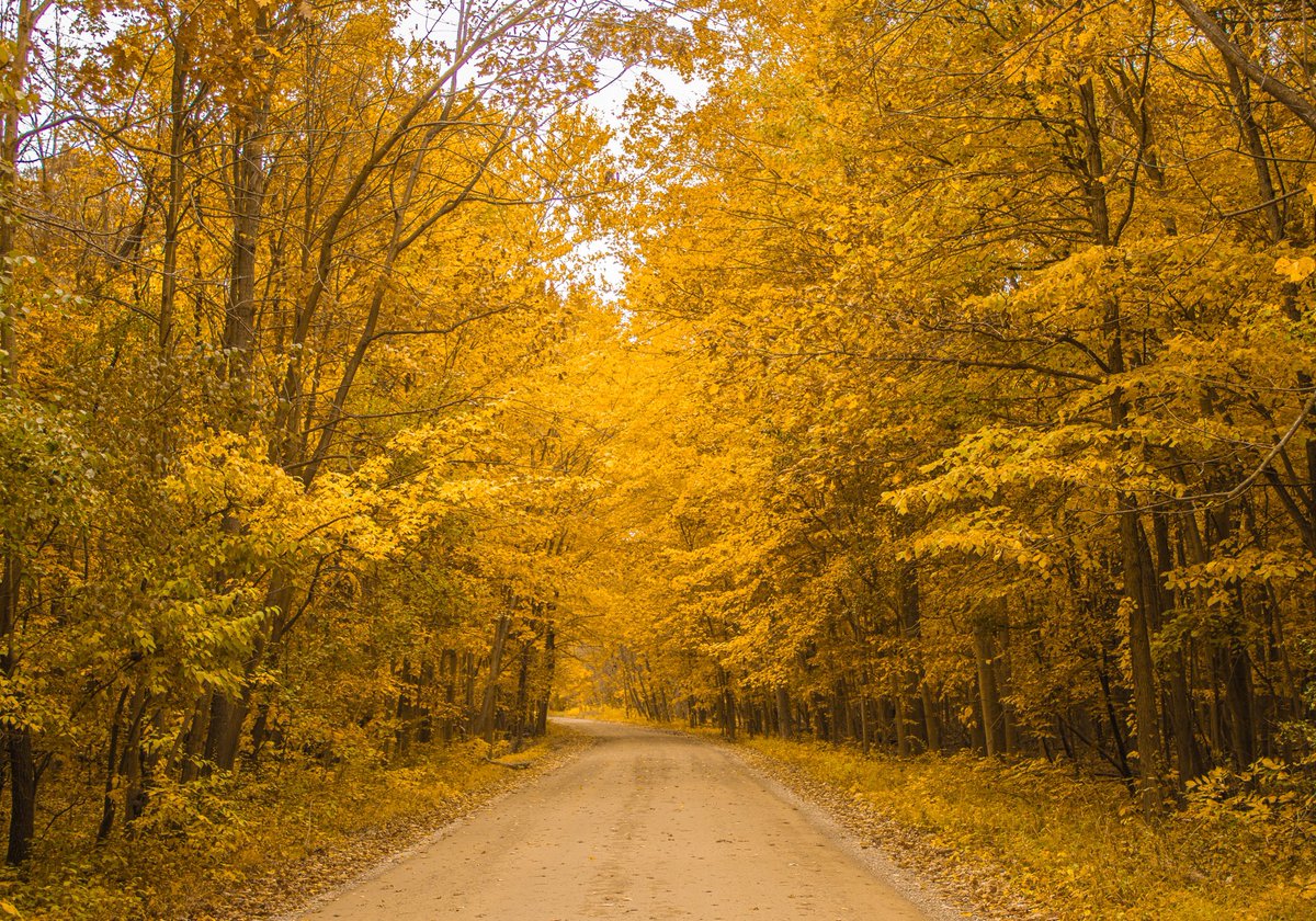 sheldonclark4's tweet photo. A yellow wood https://t.co/p53QpwWcUs