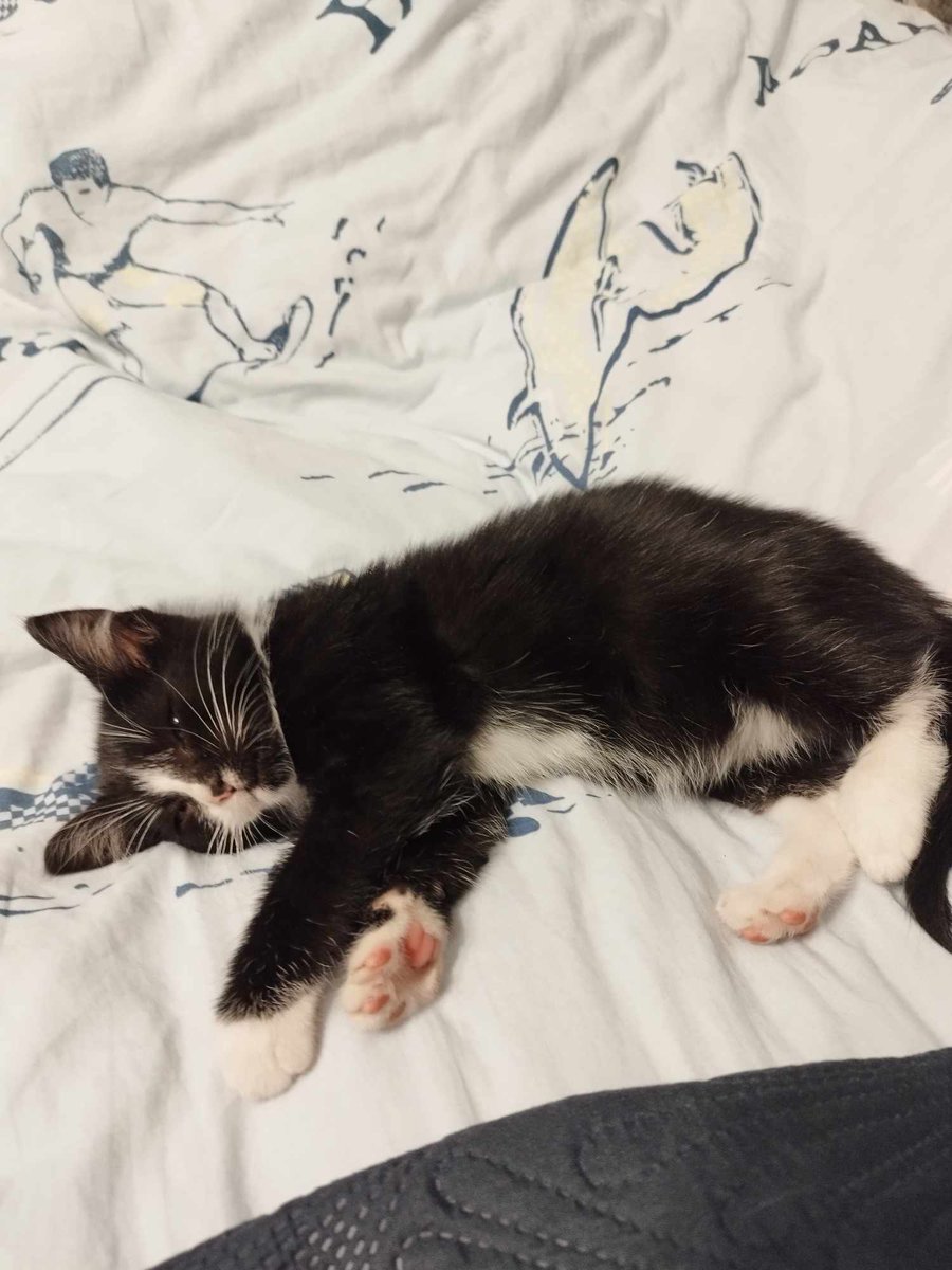 Po kotka przyjechała wczoraj moja mama,przejęta na maxa- to jej pierwszy kot w życiu 😀 Wnuczki wybrały imię Figiel. Był dzisiaj u weta,to kocurek,ma 2 miesiące. Babcia była już po drapak,żwirek, torbę zabawek,jedzenia i bóg wie czego. Figiel będzie miał życie jak w Madrycie 😂