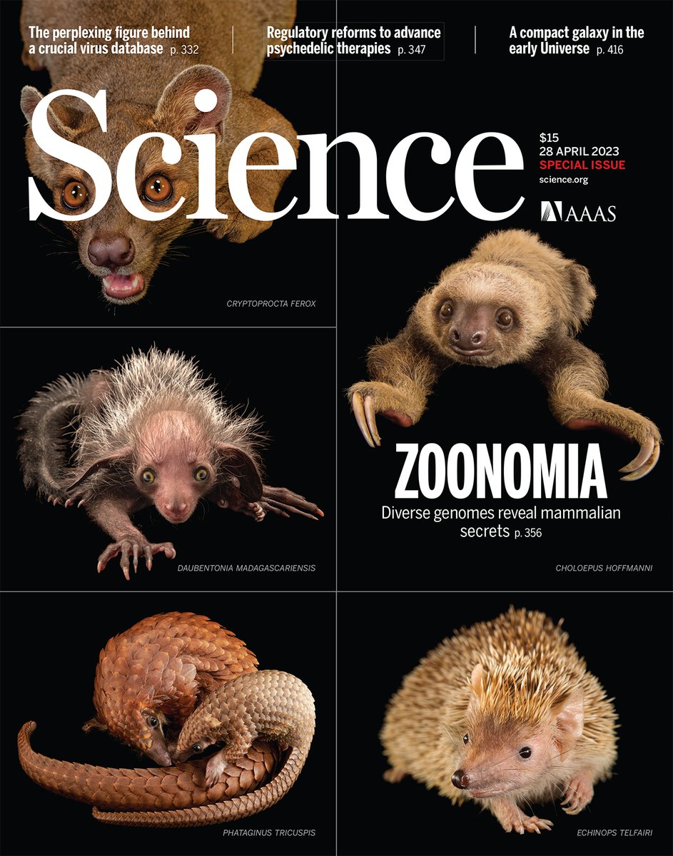 The 28 April issue of Science won for its Cover Design at the 2023 Folio: Eddie & Ozzie Awards. #FolioAwards

🏆 Check out the special section here: scim.ag/4G3 #Zoonomia