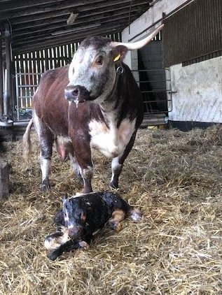 SabineZentis's tweet image. 😃😃Cloe hat Nachwuchs, wir nennen ihn passend zur Jahreszeit Ghostbuster😃👻👻😍😍🐂🐂