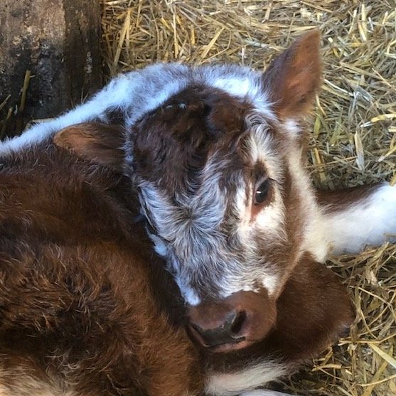 SabineZentis's tweet image. 😃😃Cloe hat Nachwuchs, wir nennen ihn passend zur Jahreszeit Ghostbuster😃👻👻😍😍🐂🐂