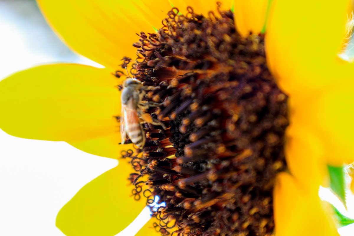 { وَأَوحى رَبُّكَ إِلَى النَّحلِ أَنِ اتَّخِذي مِنَ الجِبالِ بُيوتًا وَمِنَ الشَّجَرِ وَمِمّا يَعرِشونَ }[النحل:  ٦٧ - ٦٨ ]