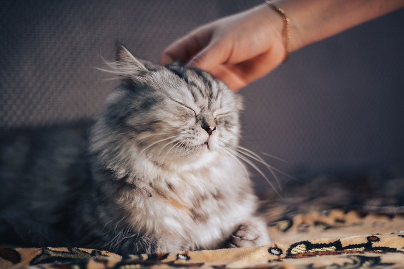 grumpycat_xo's tweet photo. There are few things in life more heartwarming than to be welcomed by a cat.
#Catholic #catquote 
#catlady https://t.co/dXRCFG6yFy