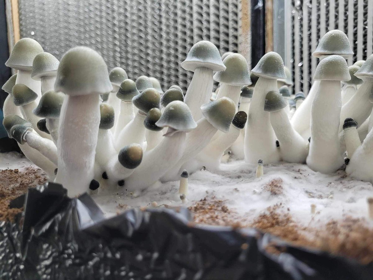 angie_chacha's tweet photo. Got the plug 🔌 if anyone lookin for em 🍄😏.
#shrooms #nutcracker #tatblackcap #karma #mommad #penisenvyplus #shroomplug #mushrooms #microdosing #psychedelics https://t.co/xYQOpk4AmH