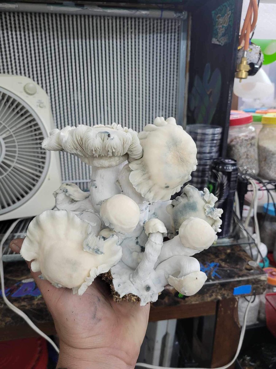 angie_chacha's tweet photo. Got the plug 🔌 if anyone lookin for em 🍄😏.
#shrooms #nutcracker #tatblackcap #karma #mommad #penisenvyplus #shroomplug #mushrooms #microdosing #psychedelics https://t.co/xYQOpk4AmH