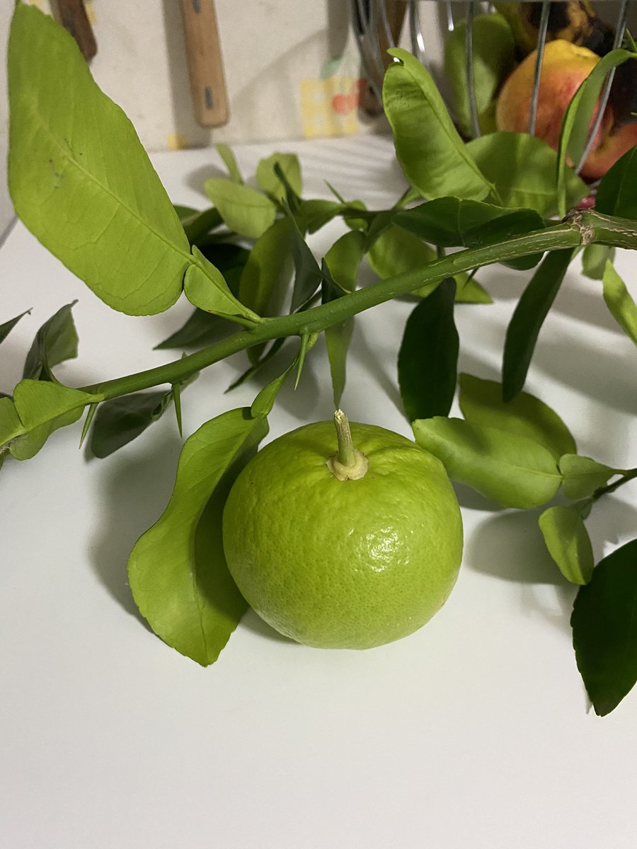 G27Marco's tweet image. La tempête ne lui aura pas laissé le temps d’atteindre sa couleur jaune ! #pamplemousse #jardin #maison #agrume