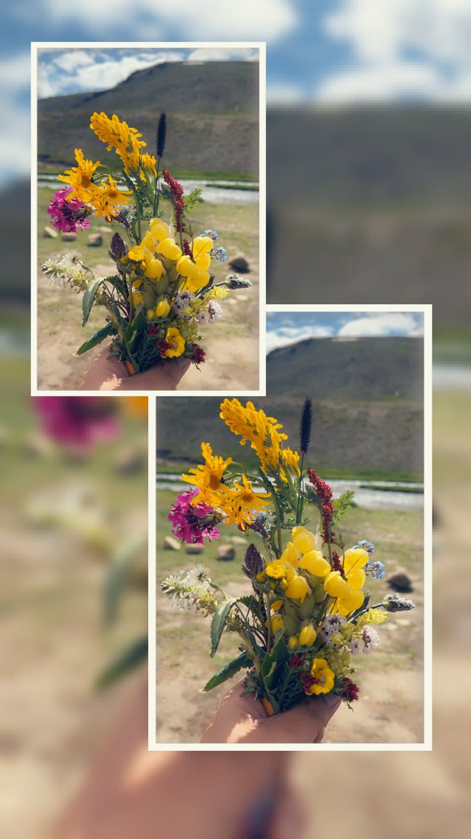 qamarz23's tweet photo. @shahnizari This one from Deosai plains. https://t.co/2pFMp6pWa0