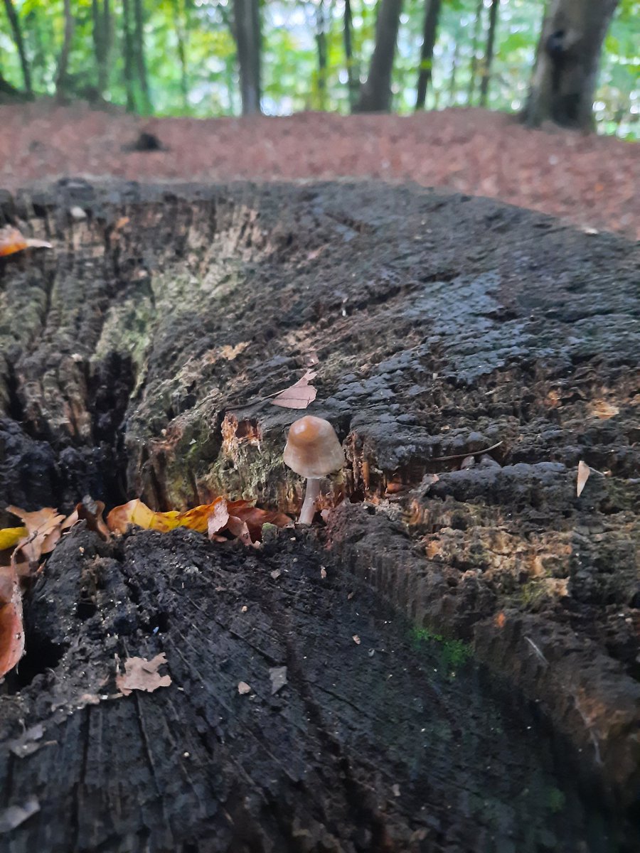 Lovely little #fungus growing out of a tree stump #autumn #viewfrommywalk #lovewhereilive