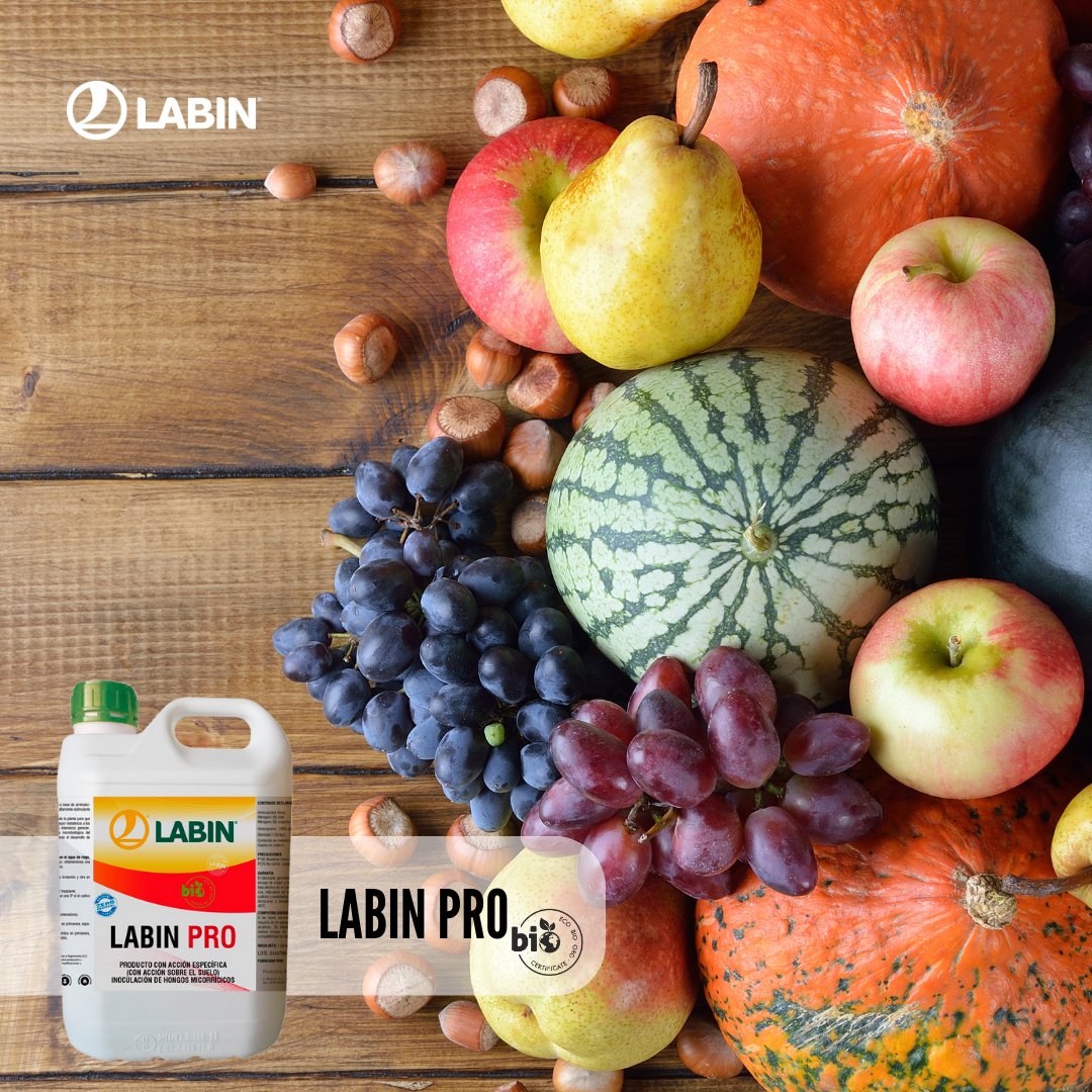 LABIN PRO 👉Es una combinación de pro y pre bióticos formulado a partir de una selección de determinadas cepas de bacterias de la rizosfera con capacidades PGPr, siendo la base fundamental para una estimulación del crecimiento de las plantas 🌰

#labin #labinpro #solucioneslabin