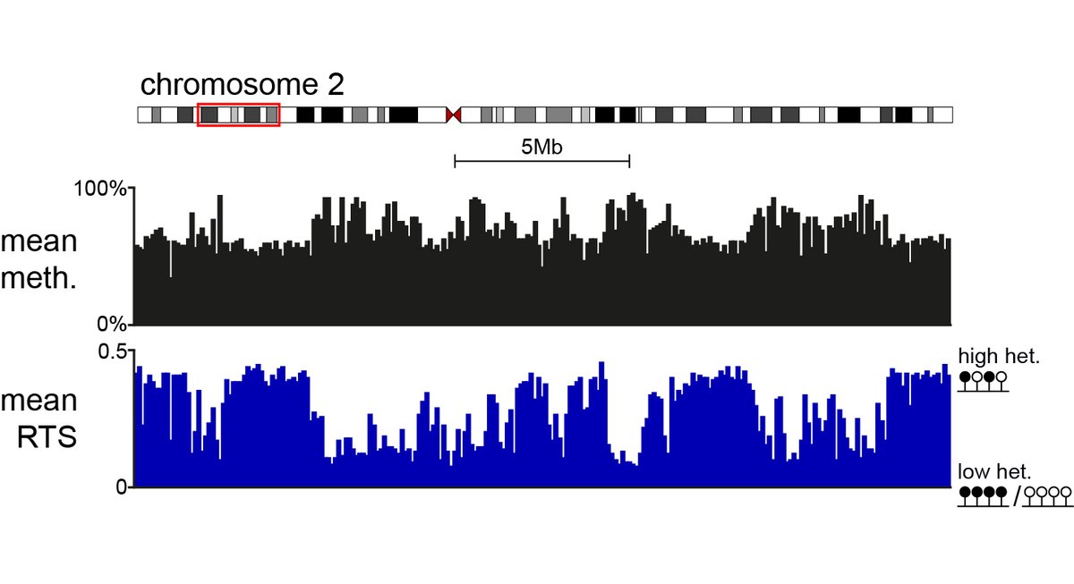 Help us understand how DNA methylation patterns are regulated at the single-molecule level using @nanopore sequencing. PhD available with myself and @ramon_grima @mrc_hgu @EdinUni_IGC @SBSatEd, deadline 27th Nov. ed.ac.uk/mrc-human-gene… #epigenetics #Bioinformatics Please RT