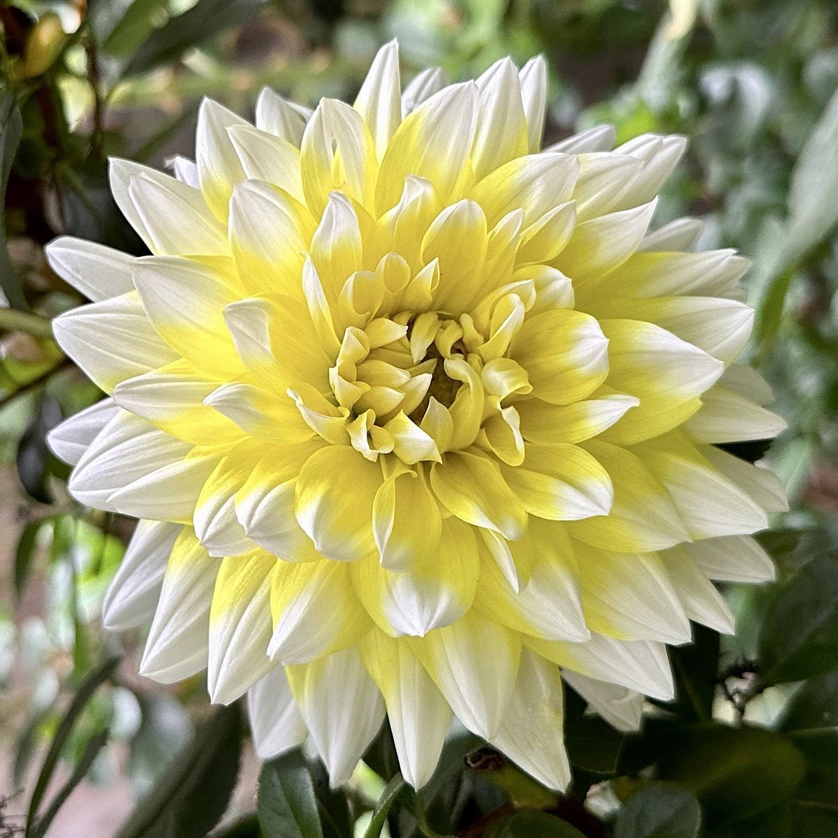 Dahlia 'Seattle' putting on a good show🌼💛#Flowers #Gardening #Dahlialove