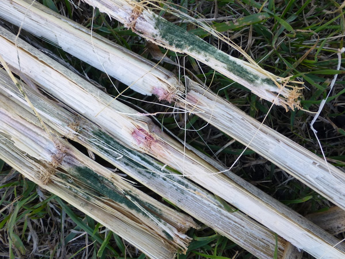 Crop Protection Network tweet media