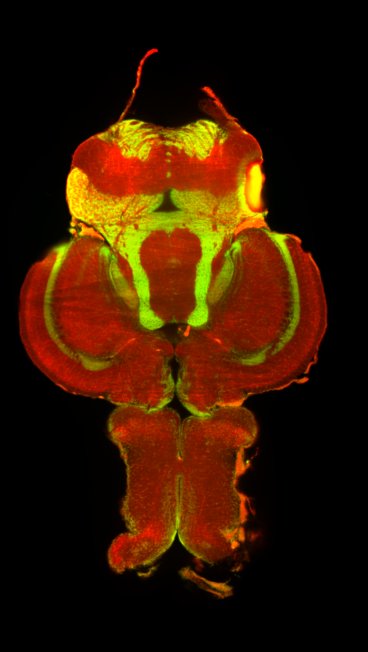 Upside down adult cavefish brain. Spooky, cool or spoocooly?