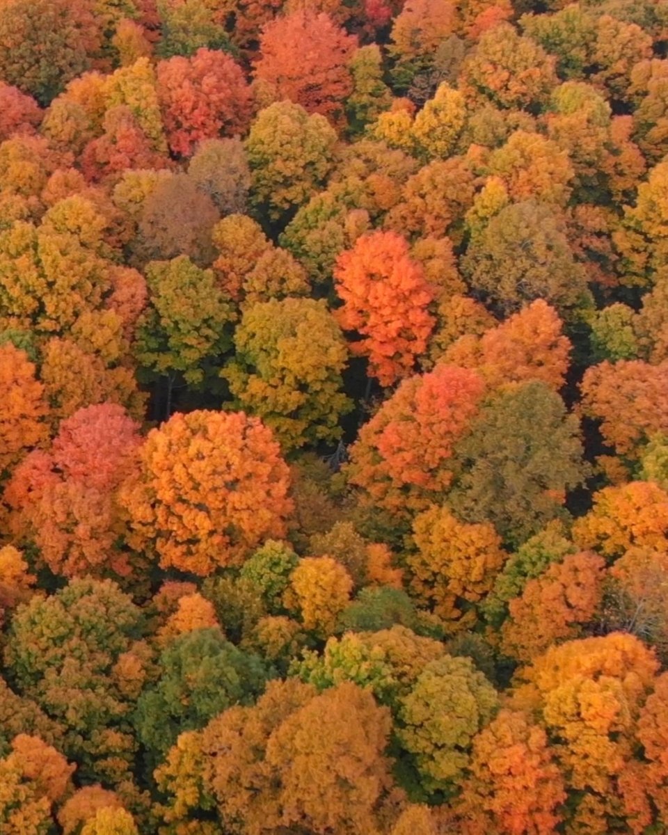 visitsheboygan's tweet photo. Already missing the fall colors 😢🫶🏼🍁
.
.
.
#visitsheboygan #sheboygan #exploresheboygan #travelwisconsin #fallvibes #fallfeels #fallover #fallseason #fallmood #fallaesthetic #autumnlove #loveautumn https://t.co/XnhVF8KEGB