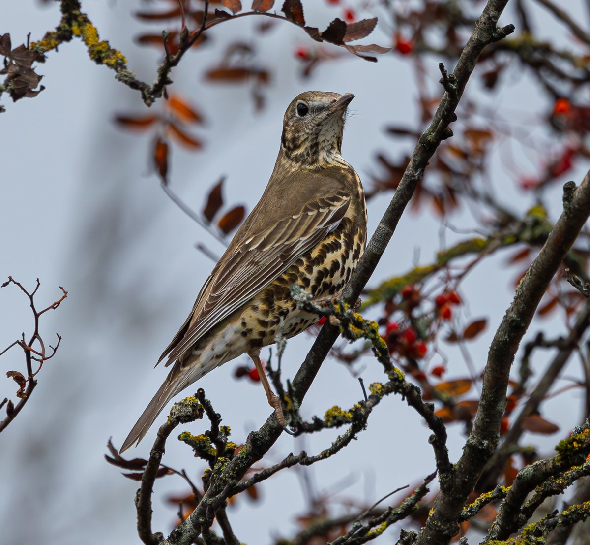 Mistle Thrush guarding a Rowan against all comers at Morrison's in Stirling #mistlethrush #turdusviscivorus <a href="/UpperForthBirds/">UpperForth Bird News</a> #winterthrush