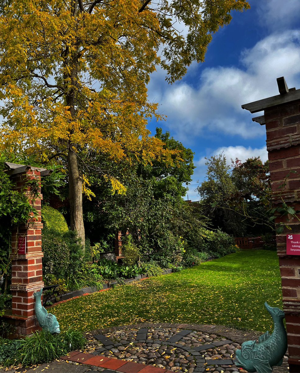 The robinia tree in the Greyfriars garden is the perfect autumn scene, glowing gold with a carpet of fallen leaves below 🍂

#autumn #nature #worcester #gardens #hanburyhallnt #NationalTrust #GreyfriarsNT