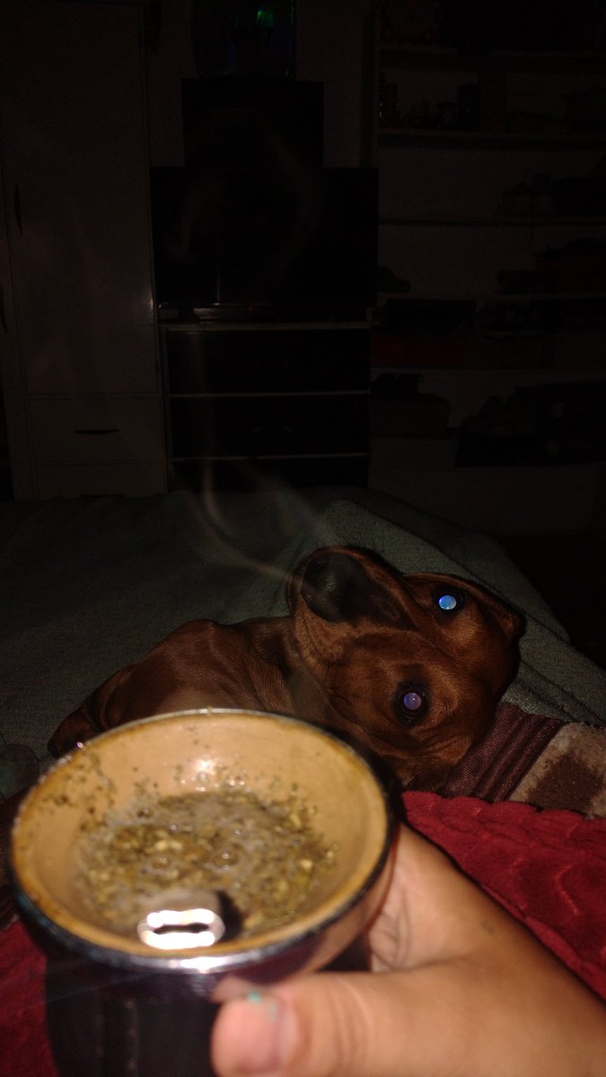 La 🌧️, Los 🧉 y el 🐶 son todo lo q está bien ❤️‍🩹