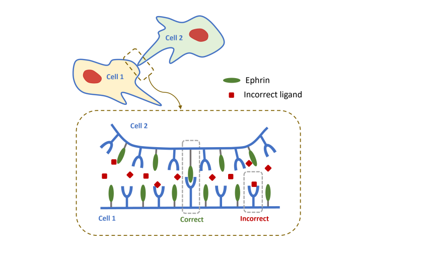 Cell-cell contact can lead to one cell repolarizing and moving away from contact - even if the contact area is tiny. When could a cell get confused about whether another cell is touching it? Preprint from Wei Wang in our group! arxiv.org/abs/2311.00085
