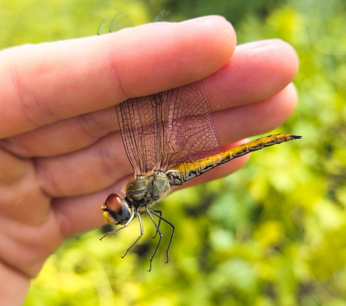 Dr Will Leo Hawkes tweet media