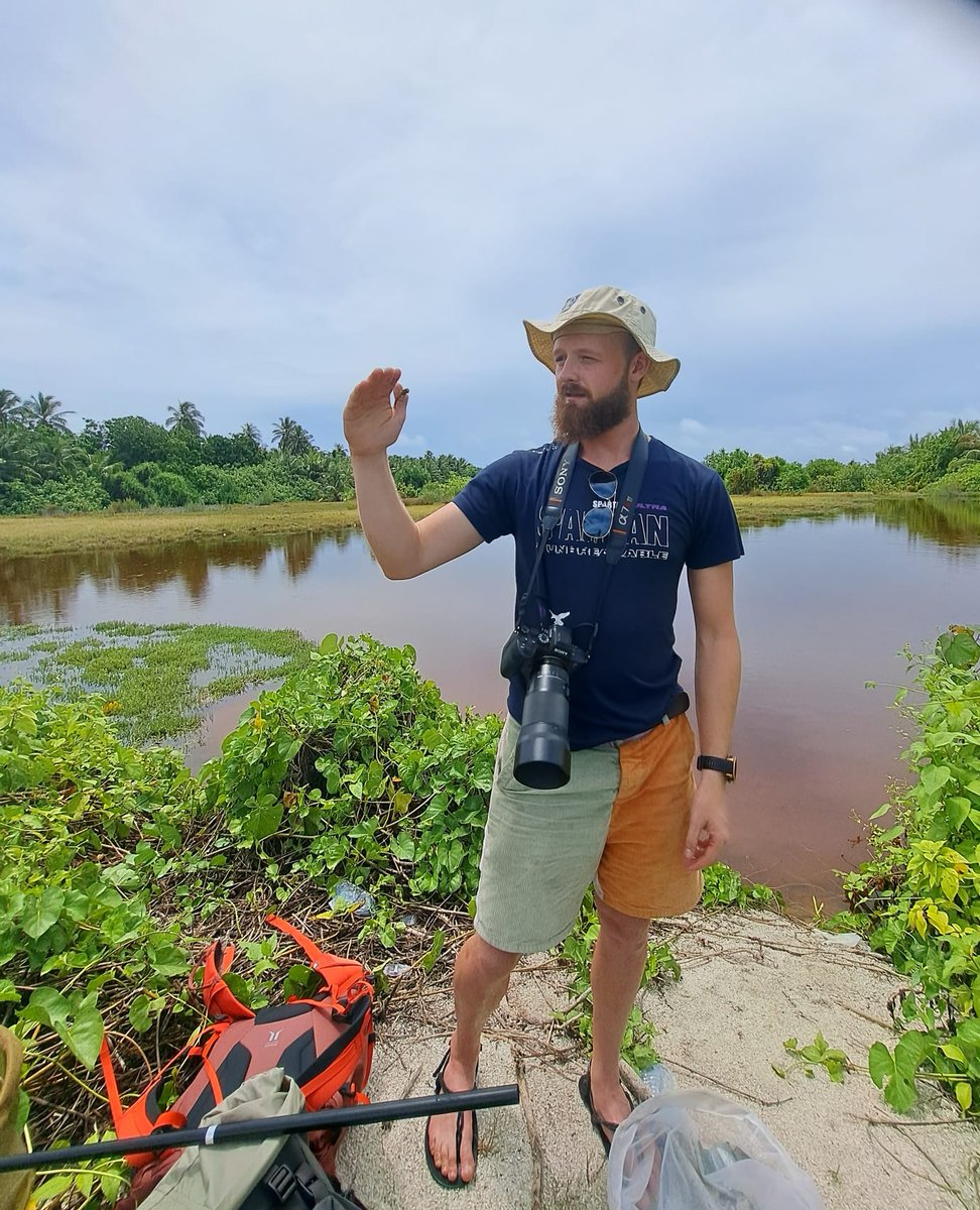 After charging into one of the very few freshwater lakes on the Maldives, we found what we were looking for!  A globe skimmer dragonfly, Pantala flavescens! Look at her huge wide back wings, perfect for soaring from India to Africa like a small Albatross.