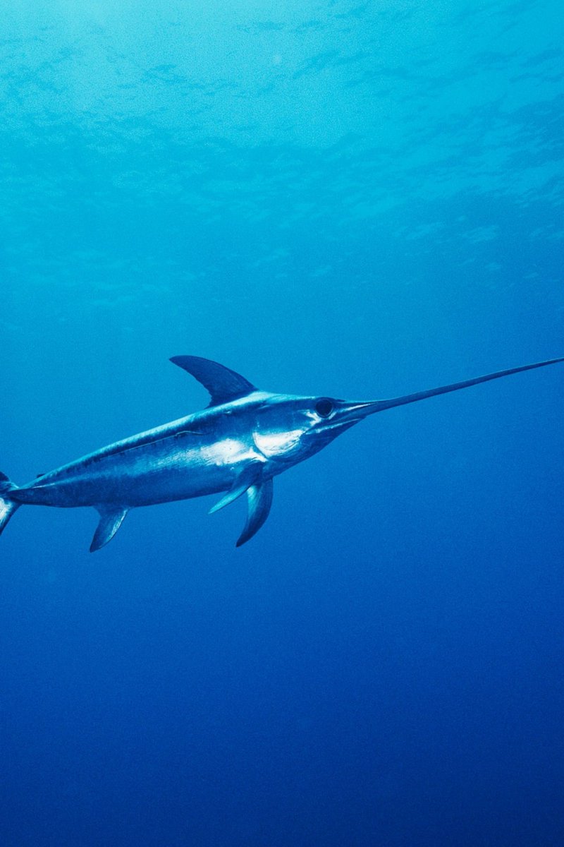 TheDeep68's tweet photo. Just learned that swordfish lubricate themselves while swimming. #KNOWLEDGE https://t.co/2IfG6ytmKq