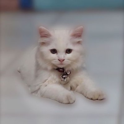 Neslihan Keltek tweet media