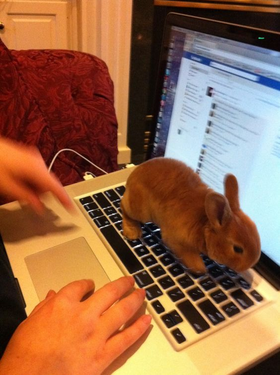 Bunnies tweet media