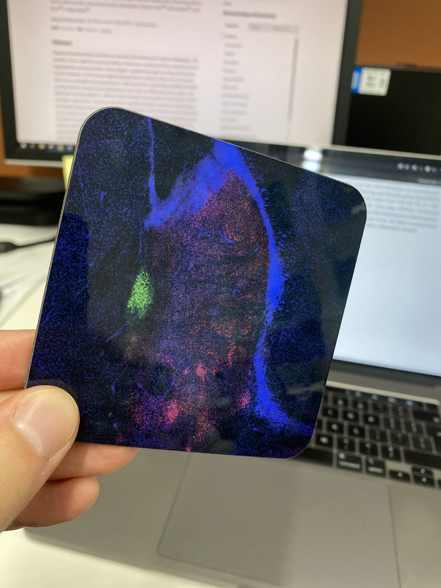 rmargoneuro's tweet image. Following up on our last publication, my PhD student gave me this histamine-BNST coaster as a bday present. Brilliant! Thank you @AishwaryaVedul! Great present. #beer