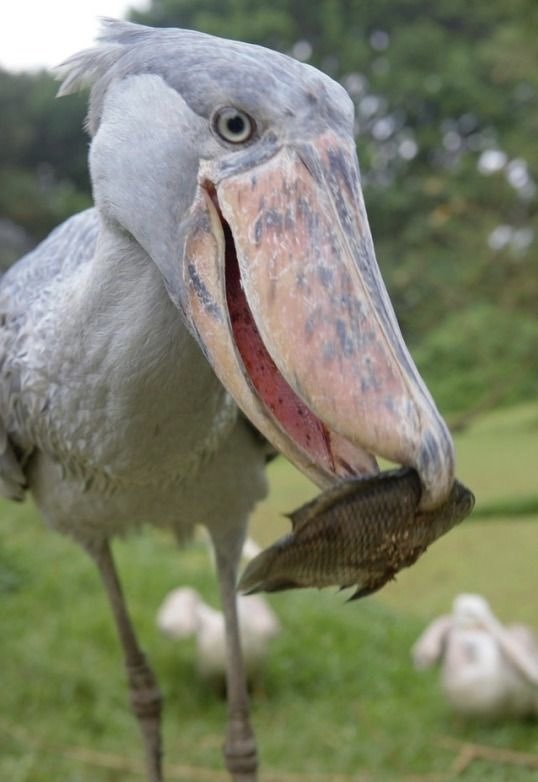 DailyShoebills's tweet photo. “Do you want to share my lunch?” 🥹🐟 #shoebill https://t.co/E0CuDZqpag