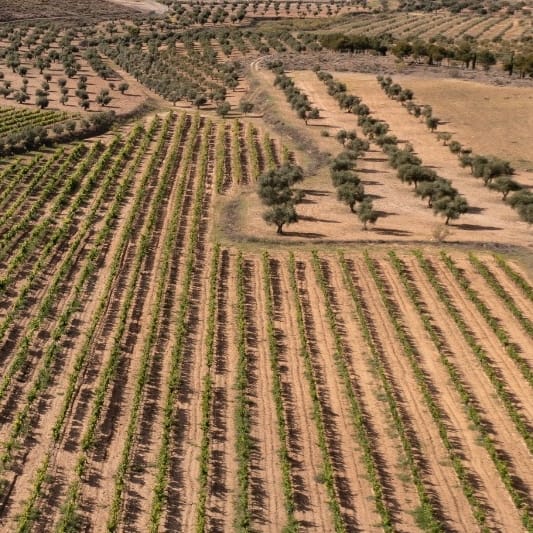 En Val Azul puedes sumergirte en la Naturaleza literalmente. Tierra, aire, agua, y nuestros viñedos y olivos, entre otras muchas especies del reino vegetal. Y lo tienes disponible para lo que necesites.
#fincaparaeventos #eventoenlanaturaleza #viñedos #eventodeempresa #valazul