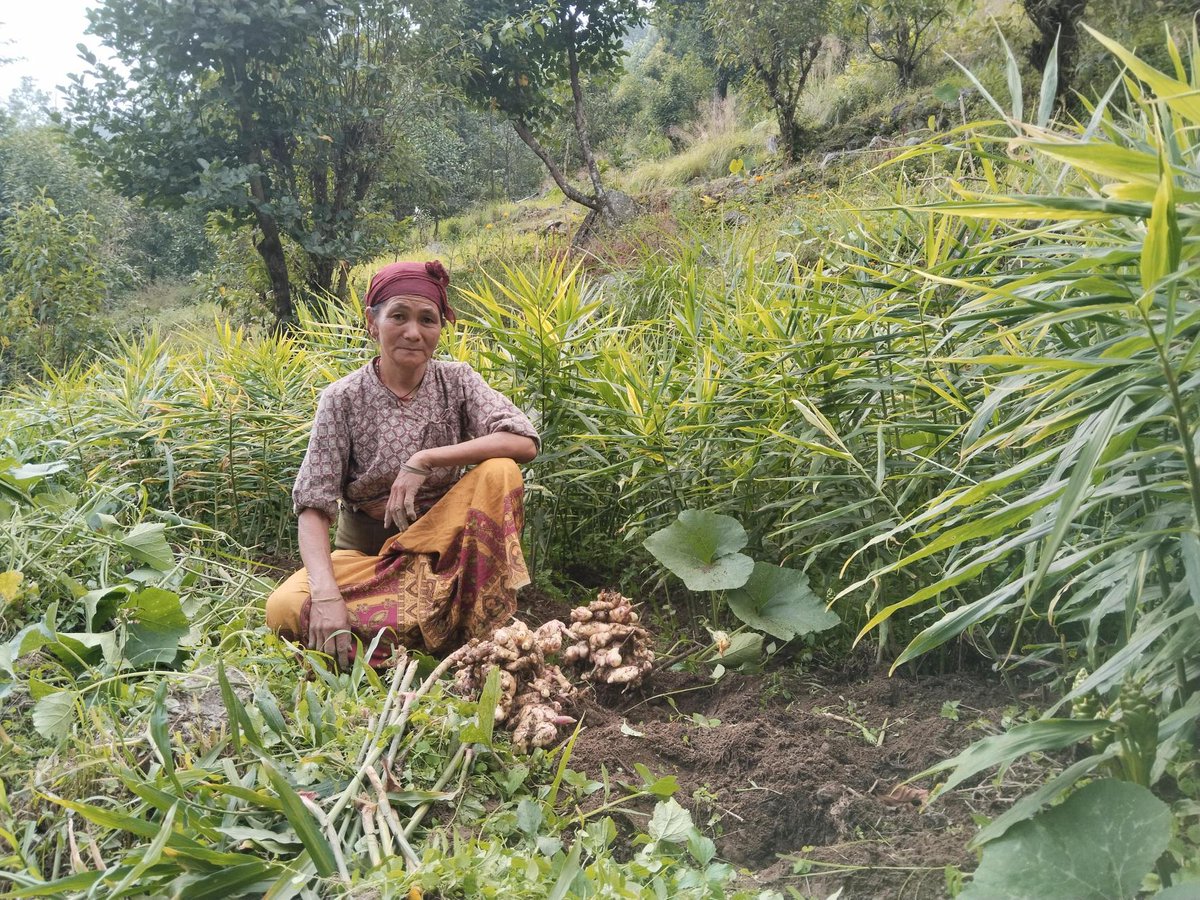 Who wants some ginger tea?

Panchamaya Rai puts her heart and soul into her garlic plants. With the training and support of dZi's Agriculture Program, she is now able to grow even more bountiful harvests and fetch higher prices at market.