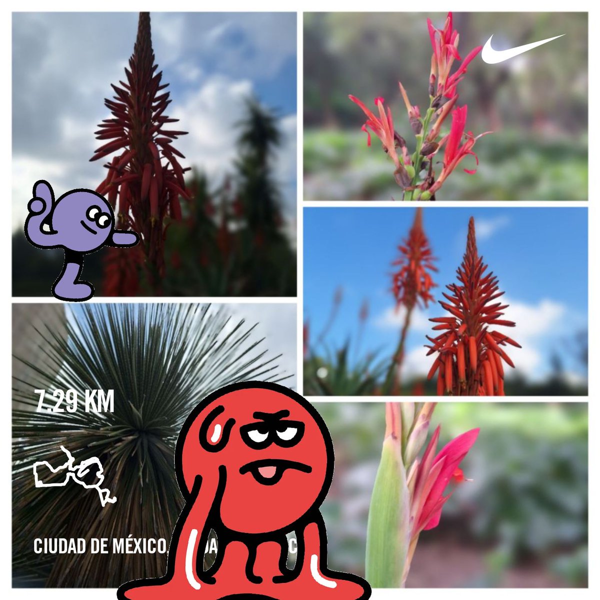 efrencasas's tweet photo. #ThursdayMotivation #running #nrc #nikeplus #nikerunning #JustDoIt #yoelegicorrer #fitover58 #Chapultepec #CDMX #corrersana #Runday #laufen #EsdeCorredores #RunYourRun https://t.co/CFbG2RhWgx