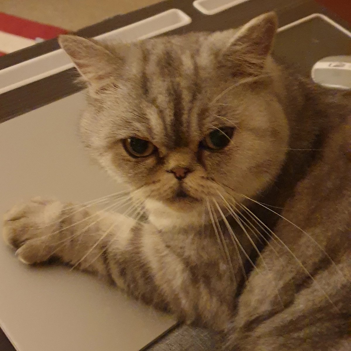 Hero says its his laptop and I can't do any writing tonight.