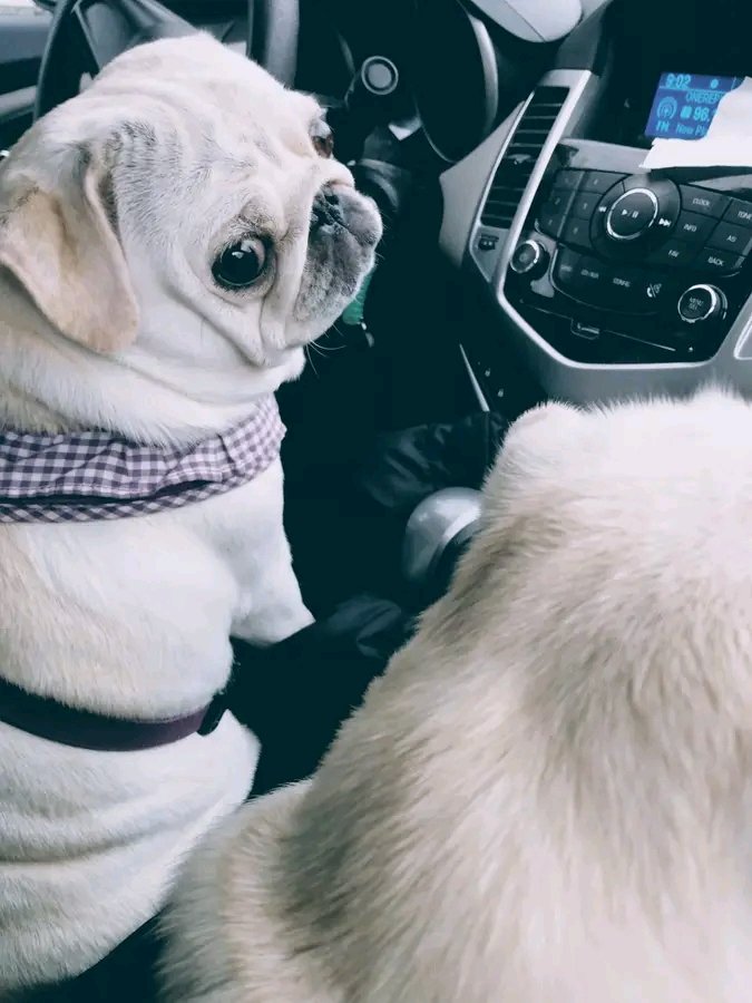 pugheaven2's tweet photo. https://t.co/QyrgfvnnyC